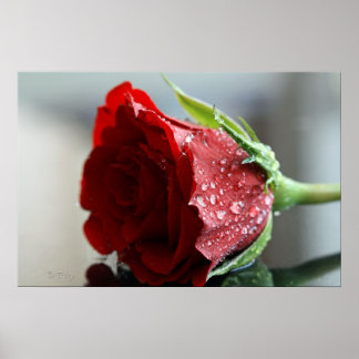 Poster Mon Rose d'anniversaire.