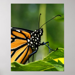 Poster Monarch Butterfly