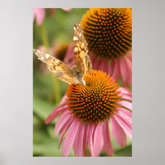 Poster Monarch Butterfly
