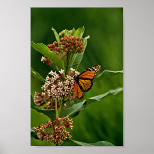 Poster Monarch Butterfly