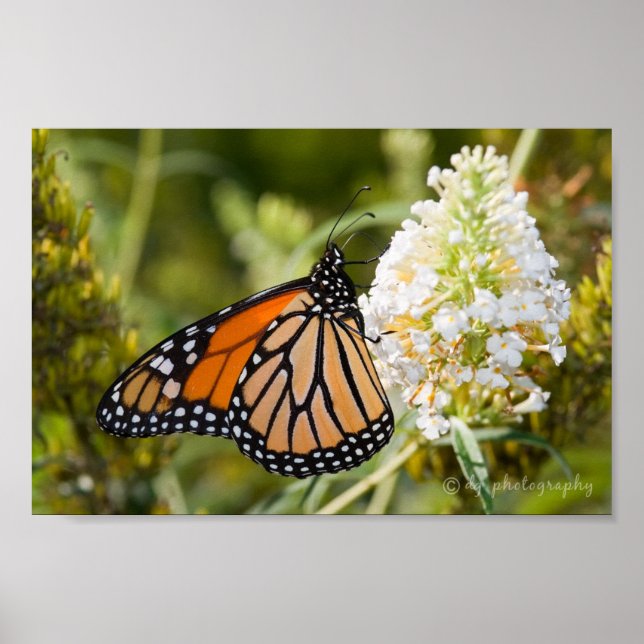 Poster Monarch Butterfly (Devant)
