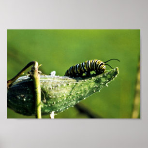 Poster Monarch Butterfly Caterpillar
