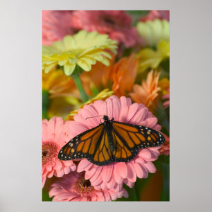 Poster Monarch Butterfly on a Gerbera Danaus Plexippus