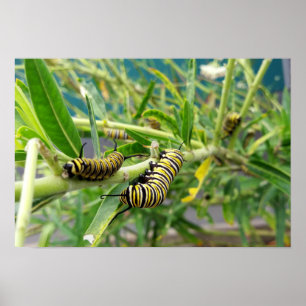 Poster Monarch Caterpillar