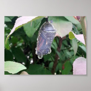 Poster Monarch Chrysalis