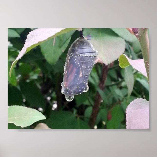 Poster Monarch Chrysalis (Devant)