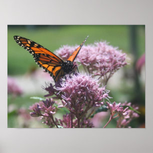 Poster Monarque Butterfly_2