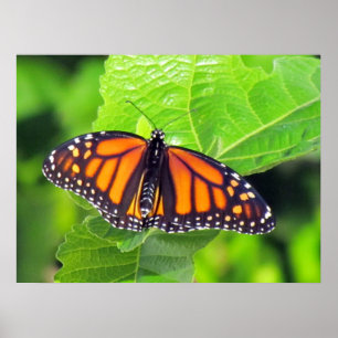 Poster Monarque Butterfly 3033
