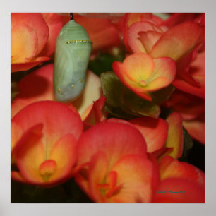 Poster Monarque Chrysalis