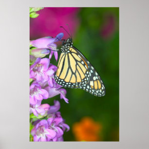 Poster Monarque Danaus Plexippus
