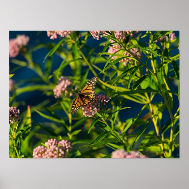 Poster Monarque Et Milkweed (Devant)
