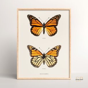Poster Monarque papillon Danais Archippus Sherman Denton