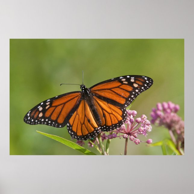 Poster Monarque papillon mâle sur le marécage Milkweed (Devant)