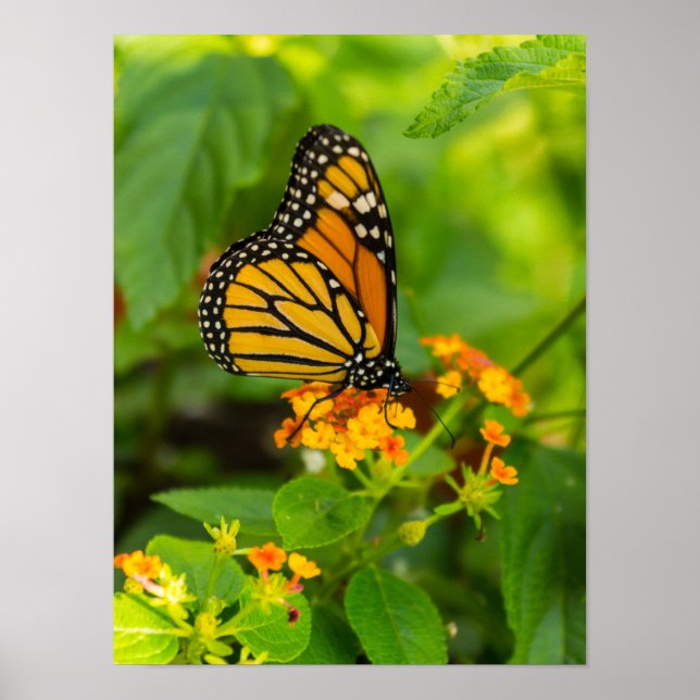 Poster Monarque Sur Lantana (Devant)