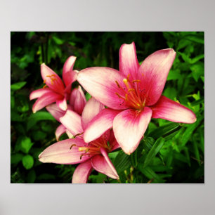 Poster Moneymaker Lily