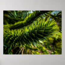 Monkey Puzzle Tree - Photographie d'arbre