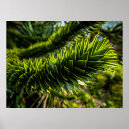 Poster Monkey Puzzle Tree - Photographie d'arbre