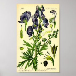 Poster Monkshood (Aconitum napellus)
