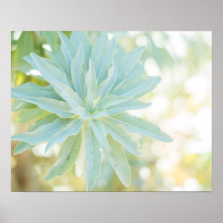 Poster Monnaie Vert Succulent Cactus Fleur Nature Art