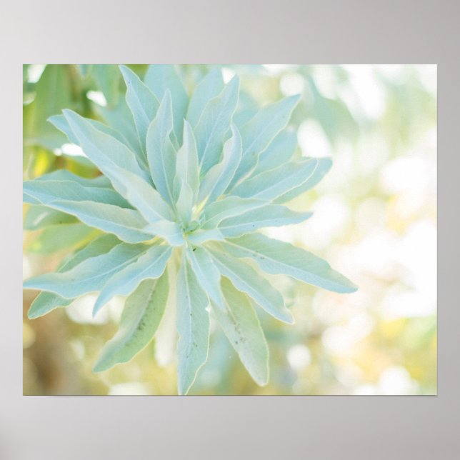 Poster Monnaie Vert Succulent Cactus Fleur Nature Art (Devant)