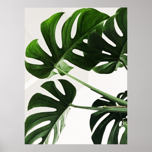 Poster Monstera (Devant)