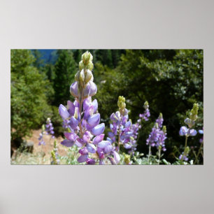 Poster Mont Lupins