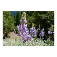 Mont Lupins