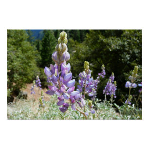 Poster Mont Lupins