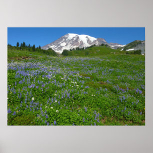 Poster Mont Rainier avec Lupins pourpres
