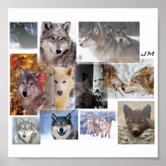 Poster montage de loup