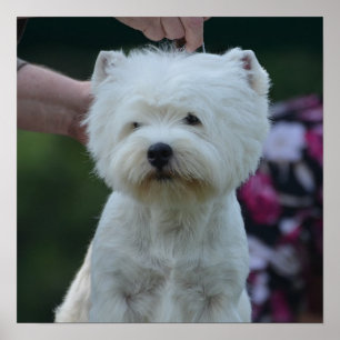 Poster Montagne Terrier blanc occidentale mignonne