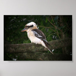 Poster Montagnes Bunya Kookaburra