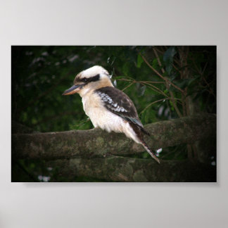 Poster Montagnes Bunya Kookaburra