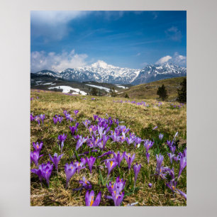 Poster Montagnes et fleurs de crocus sur Velika Planina,