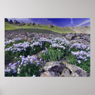 Poster Montagnes et fleurs sauvages dans un pré alpin,