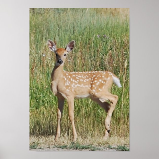 Poster Montana Fawn (Devant)