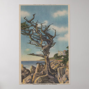Poster Monterey, CA - Old Witch Tree sur 17 Mile