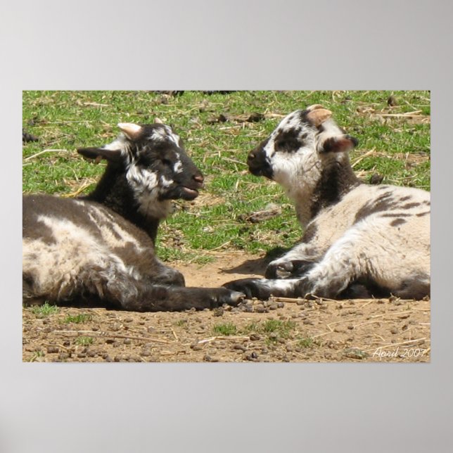 Poster Monts Vernon pour moutons Bébé Avril 2007 (Devant)