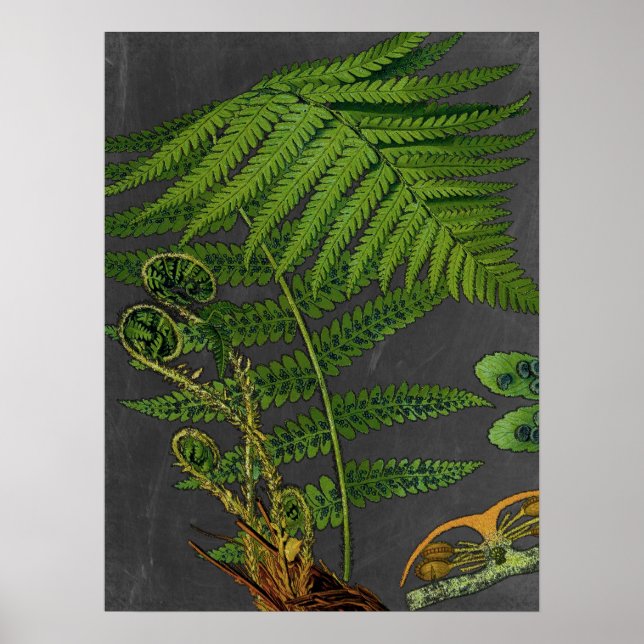 Poster Moody Art Fern avec Arrière - plan Chalkboard no 8 (Devant)