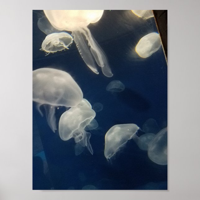 Poster Moon Jellies (Devant)