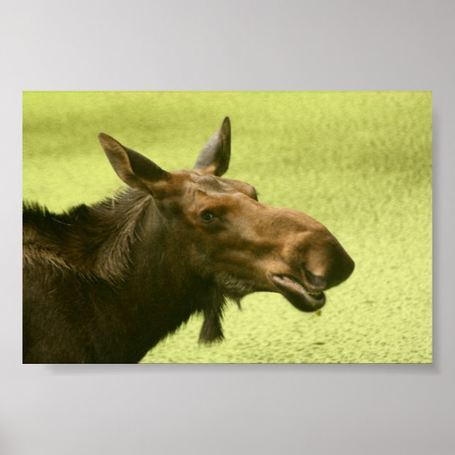 Poster Moose A Dit Cake (Devant)