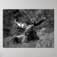 Moose Black White Photo Cabine russe moderne