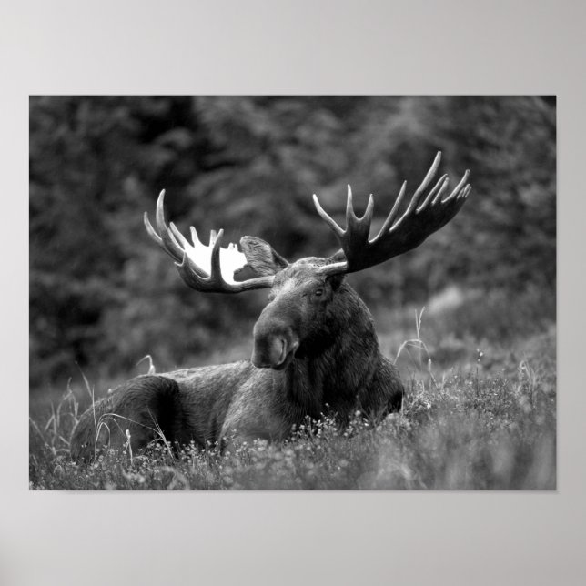 Poster Moose Black White Photo Cabine russe moderne (Devant)