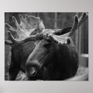 Poster Moose BW