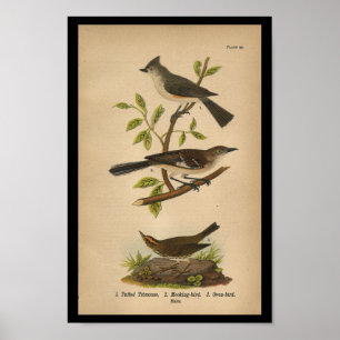Poster Moqueur 1890 d'impression d'oiseau