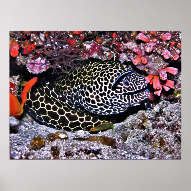 Poster Moray et ses amis (Devant)