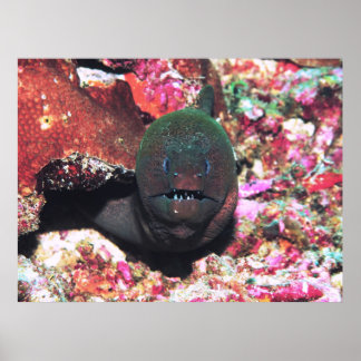 Poster Moray Portrait