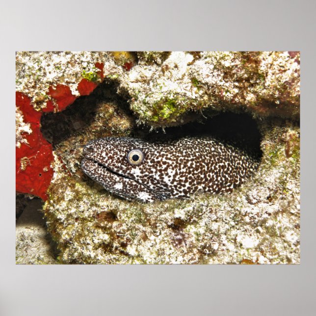 Poster Moray tacheté dans le trou (Devant)