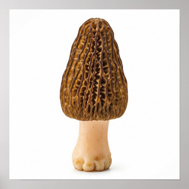 Poster Morel Mushroom (Devant)