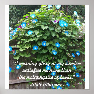 Poster/Morgenglorie Poster